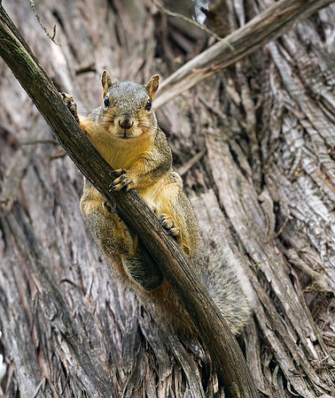 Fox Squirrel