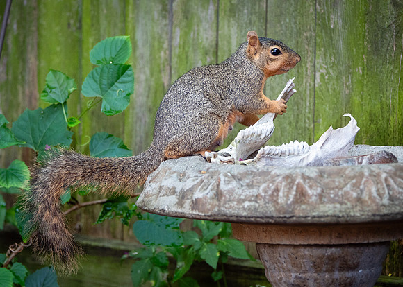 Fox Squirrel