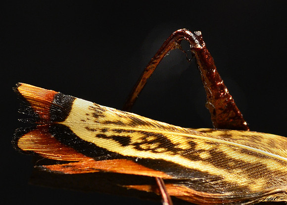 Mono Hopper Legs