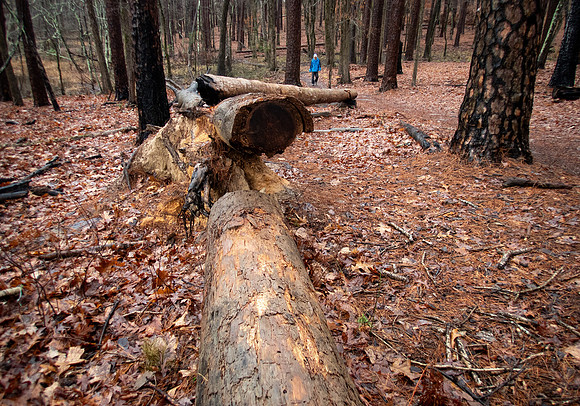 Hiker on Lake Loop Trail Daingerfield SP TX