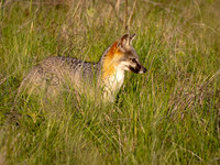 Grey Fox on River Trail Colorado Bend SP TX