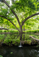 Gorman Springs at Colorado Bend SP TX
