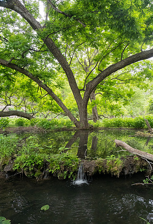 Gorman Springs at Colorado Bend SP TX