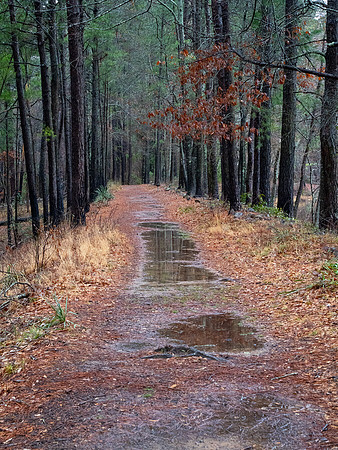 Lake Loop Trail Daingerfield SP TX