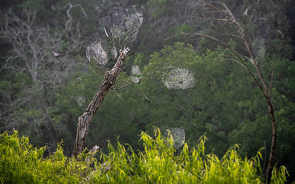 Orb webs on River Trail Colorado Bend SP TX