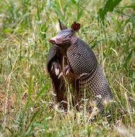 Nine Banded Armadillo on River Trail Colorado Bend SP TX