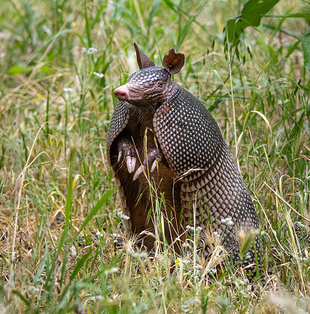 Nine Banded Armadillo on River Trail Colorado Bend SP TX