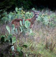 White-tail deer on river trail Colorado Bend SP TX