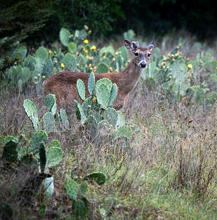 White-tail deer on river trail Colorado Bend SP TX
