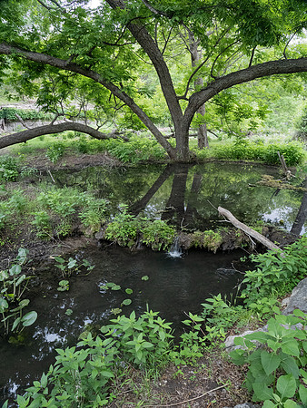 Gorman Springs at Colorado Bend SP TX
