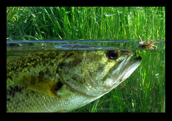 Largemouth Bass in Photarium