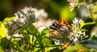 Copyright 2025 Mark Kolanowski