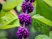 American Beautyberry