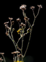 Backlit detail