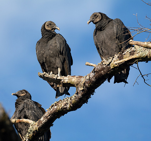 Kettle of Vultures
