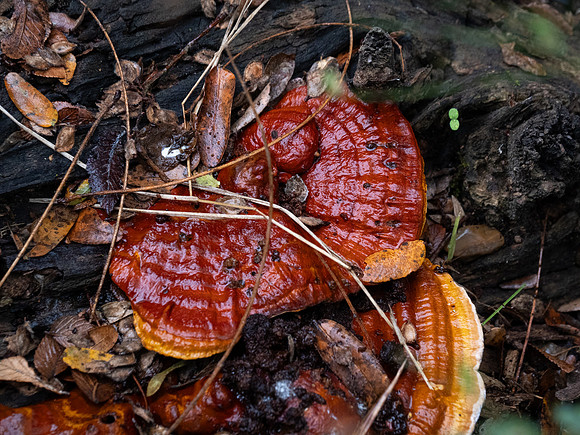 Fall fungi