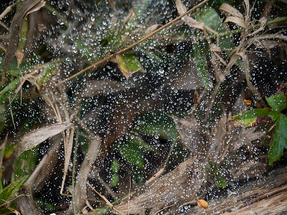 Sheet web dew