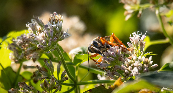 Pollinating Wasp
