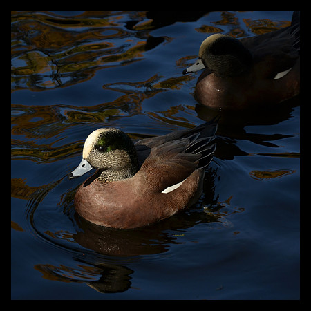 American Widgeon
