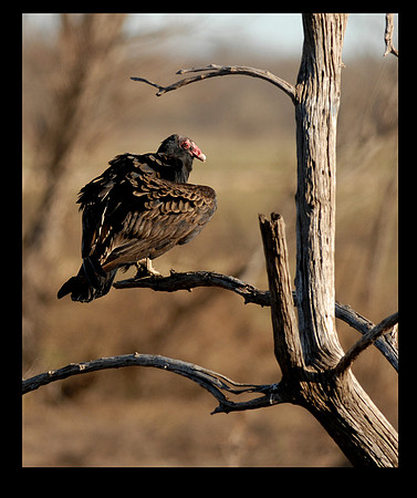 Turkey Vulture