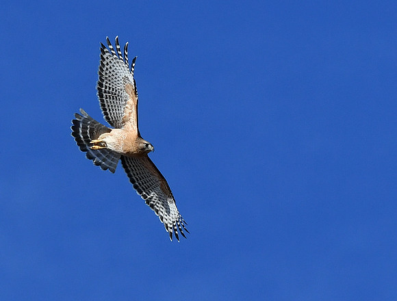Broad Tail Hawk