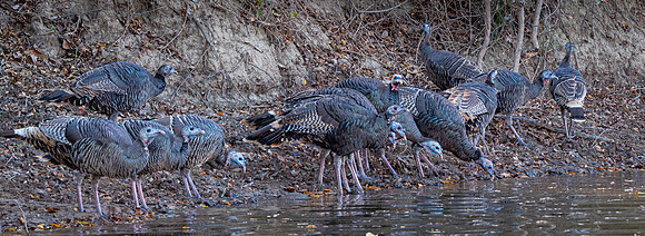 Wild Turkeys near Eagle Creek Brazos River