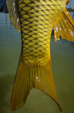Power Tail