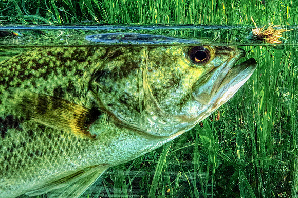 Photarium Bass