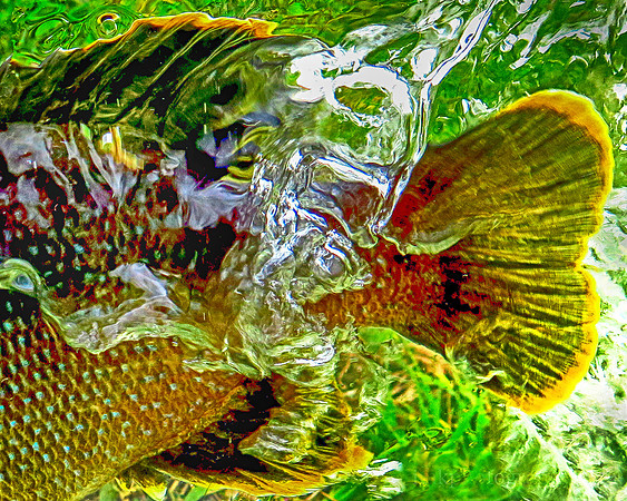 Green Sunfish in Photarium