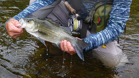 White Bass Release