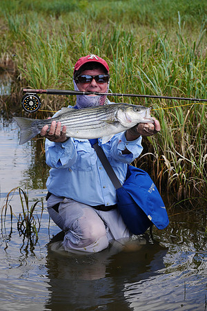 Fly Rod Striper