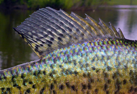 Crappie Detail