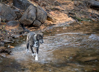 Bo the waterdog