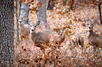 Campground deer