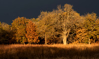 Storm Light