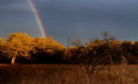 Rainbow Rising
