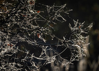 Back lit webs