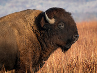 Wichita Mountains WR  OK 11 2025