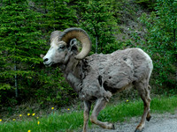 Copyright 2025 Mark Kolanowski