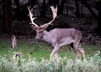 Fallow Deer
