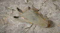 Theropod Track Paluxy River Bed