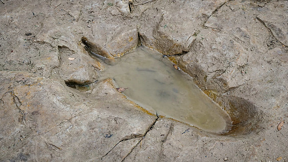 Theropod Track Paluxy River Bed