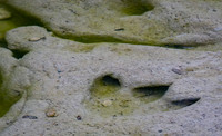 Theropod Track Underwater DVSP TX