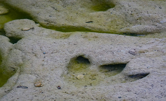 Theropod Track Underwater DVSP TX