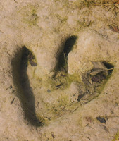 Theropod Track Paluxy River Bed