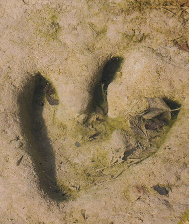 Theropod Track Paluxy River Bed