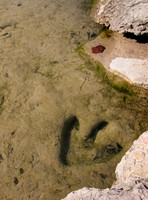 Theropod Track Paluxy River Bed