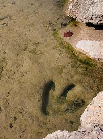 Theropod Track Paluxy River Bed