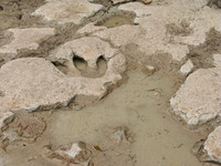 Theropod Track Paluxy River Bed