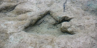Theropod Track Paluxy River Bed